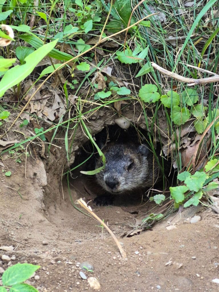 groundhog peeking out of hole