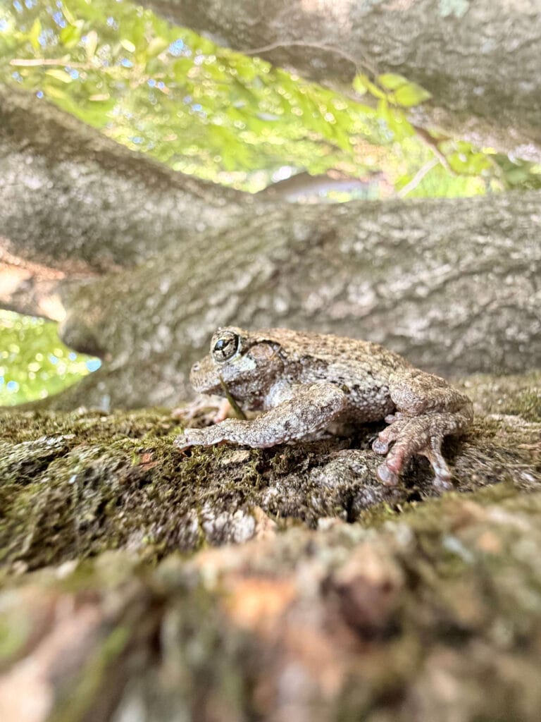 treefrog
