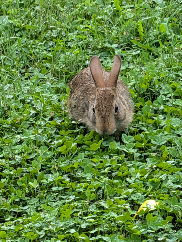 rabbit