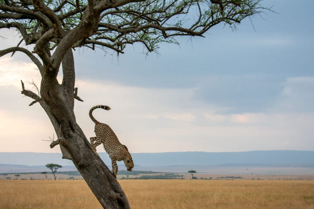 cheetah