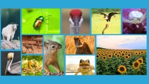 collection of nature photography from kids