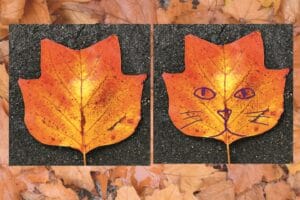 two autumn leaves side by side, one has a cat face drawn on top
