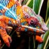 colorful chameleon face