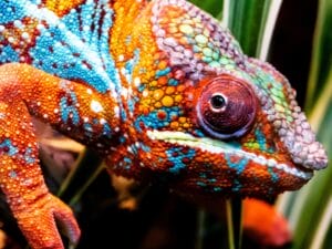 colorful chameleon face