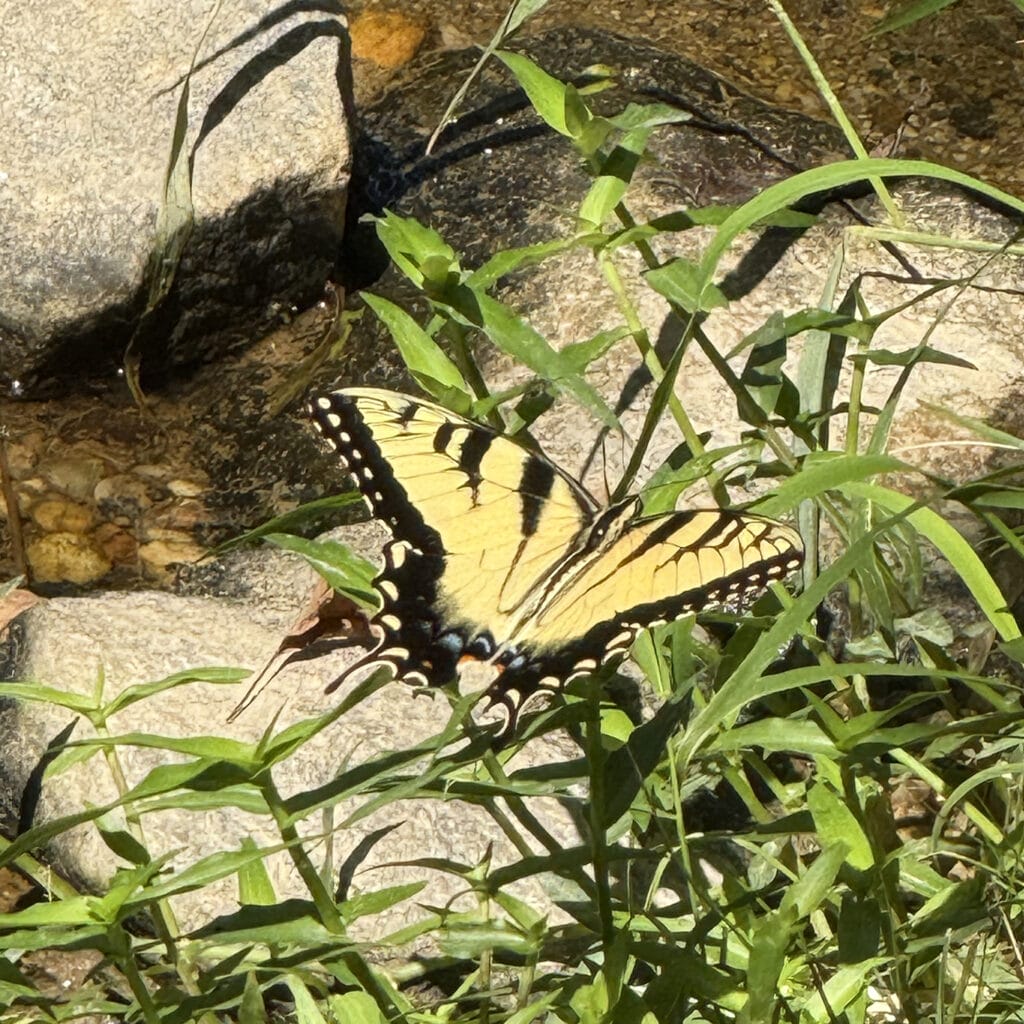 Photo by Nellie B.